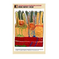 Рельефная таблица "Ворсинка кишечная с сосудом" (формат А1, матовое ламинир.) - «globural.ru» - Кировград