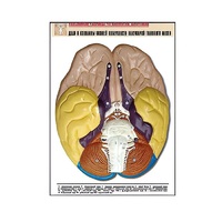 Рельефная таблица "Доли и извилины нижней поверхности полушарий головного мозга" - «globural.ru» - Кировград