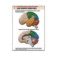 Рельефная таблица "Доли полушарий головного мозга" - «globural.ru» - Кировград