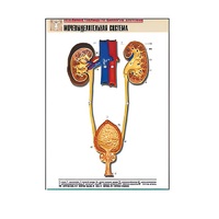 Рельефная таблица "Мочевыделительная система" (формат А1, матовое ламинир.) - «globural.ru» - Кировград