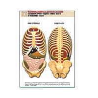 Рельефная таблица "Расположение органов грудной и брюшной полостей по отношению к скелету"(формат А1, лам.) - «globural.ru» - Кировград