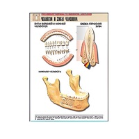Рельефная таблица "Челюсти и зубы человека" (формат А1, матовое ламинир.) - «globural.ru» - Кировград
