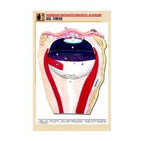 Рельефная таблица "Глаз. Строение" (формат А1, матовое ламинир.) - «globural.ru» - Кировград