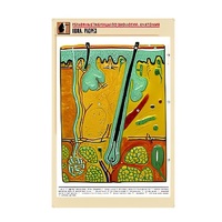 Рельефная таблица "Кожа. Разрез" (формат А1, матовое ламинир.) - «globural.ru» - Кировград