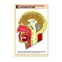 Рельефная таблица "Сагиттальный разрез головы" (формат А1, матовое ламинир.) - «globural.ru» - Кировград