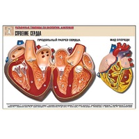 Рельефная таблица "Строение сердца" (формат А1, матовое ламинир.) - «globural.ru» - Кировград