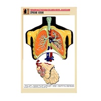Рельефная таблица "Строение легких" (формат А1, матовое ламинир.) - «globural.ru» - Кировград