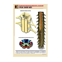 Рельефная таблица "Строение спинного мозга " (формат А1, матовое ламинир.) - «globural.ru» - Кировград