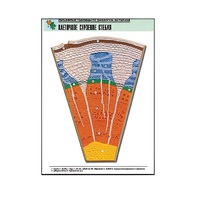 Рельефная таблица "Клеточное строение стебля" (формат А1, матовое ламинир.) - «globural.ru» - Кировград
