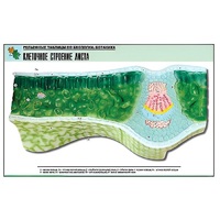 Рельефная таблица "Клеточное строение листа" (формат А1, матовое ламинир.) - «globural.ru» - Кировград