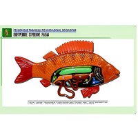 Рельефная таблица "Внутреннее строение рыбы" (формат А1, матовое ламинир.) - «globural.ru» - Кировград