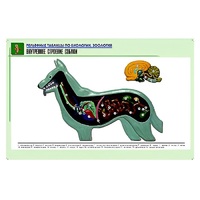 Рельефная таблица "Внутреннее строение собаки" (формат А1, матовое ламинир.) - «globural.ru» - Кировград