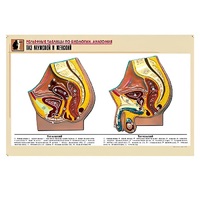 Рельефная таблица "Таз мужской и женский" (формат А1, матовое ламинир.) - «globural.ru» - Кировград