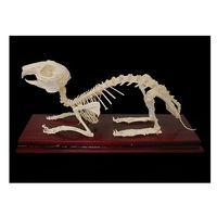 Скелет кролика - «globural.ru» - Кировград