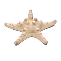 Сухой препарат "Звезда морская" (вариант 2) - «globural.ru» - Кировград