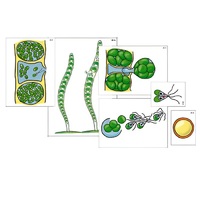 Модель-аппликация "Размножение многоклеточной водоросли" (ламинированная) - «globural.ru» - Кировград