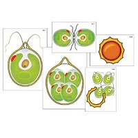 Модель-аппликация "Размножение одноклеточной водоросли" (ламинированная) - «globural.ru» - Кировград