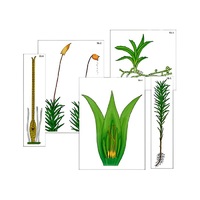 Модель-аппликация "Размножение мха" (ламинированная) - «globural.ru» - Кировград