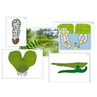 Модель-аппликация "Размножение папоротника" (ламинированная) - «globural.ru» - Кировград