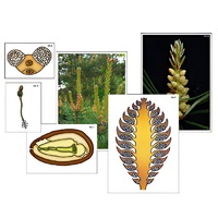 Модель-аппликация "Размножение сосны" (ламинированная) - «globural.ru» - Кировград