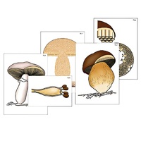 Модель-аппликация "Размножение шляпочного гриба" (ламинированная) - «globural.ru» - Кировград