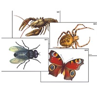 Модель-аппликация "Разнообразие беспозвоночных" (ламинированная) - «globural.ru» - Кировград