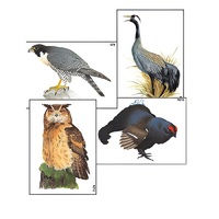 Модель-аппликация "Разнообразие высших хордовых 1. Пресмыкающиеся и птицы" (ламинированная) - «globural.ru» - Кировград