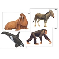 Модель-аппликация "Разнообразие высших хордовых 2. Млекопитающие" (ламинированная) - «globural.ru» - Кировград