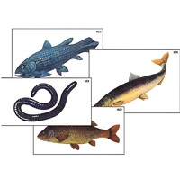 Модель-аппликация "Разнообразие низших и высших хордовых" (ламинированная) - «globural.ru» - Кировград