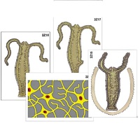 Модель-аппликация "Строение и размножение гидры" (ламинированная) - «globural.ru» - Кировград