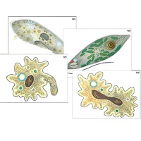 Модель-аппликация "Строение и разнообразие простейших" (ламинированная) - «globural.ru» - Кировград