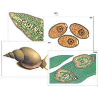 Модель-аппликация "Циклы развития печеночного сосальщика и бычьего цепня" (ламинированная) - «globural.ru» - Кировград