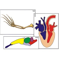 Модель-аппликация "Эволюция важнейших систем органов позвоночных" (ламинированная) - «globural.ru» - Кировград