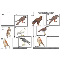 Комплект дидактических карточек: "Систематика и экология птиц" (95 штук, цвет., лам.) - «globural.ru» - Кировград