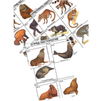 Комплект дидактических карточек: "Систематика и экология млекопитающих" (96 штук, цвет., лам.) - «globural.ru» - Кировград