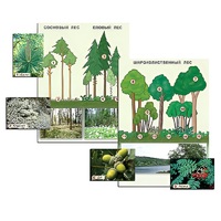 Гербарий фотографический "Растительные сообщества. Лес" (раздаточный) - «globural.ru» - Кировград