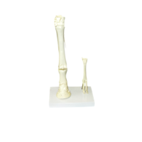 Модель "Скелет конечностей лошади и овцы" (на подставке) - «globural.ru» - Кировград