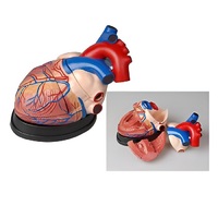 Модель сердца в разрезе (демонстрационная) - «globural.ru» - Кировград