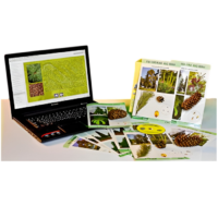 Коллекция натурально-интерактивная "Голосеменные растения" - «globural.ru» - Кировград