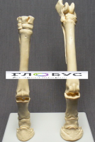 Скелет конечности лошади (передняя и задняя) на подставке - «globural.ru» - Кировград