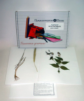 Гербарий "Кормовые растения" (20 видов) - «globural.ru» - Кировград