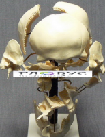 Модель "Кости черепа" (смонтированный на одной подставке) - «globural.ru» - Кировград