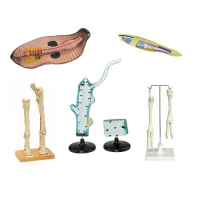 Комплект зоологических моделей демонстрационный - «globural.ru» - Кировград