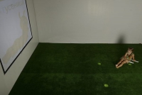 Интерактивная светозвуковая система “Лайт Бим” - «globural.ru» - Кировград