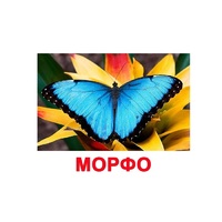 Карточки Домана "Бабочки" - «globural.ru» - Кировград