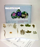 Гербарий Морфология растений - «globural.ru» - Кировград