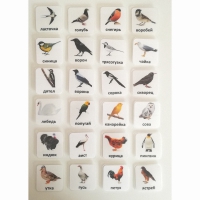 Набор карточек "ПТИЦЫ" - «globural.ru» - Кировград