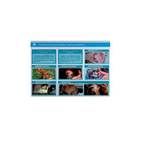 Стенд-планшет светодинамический "Изучение типических патологических процессов в организмах животных" - «globural.ru» - Кировград