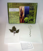 Гербарий "Сорные растения" (24 вида) - «globural.ru» - Кировград