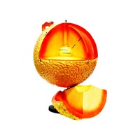 Модель "Строение Солнца" (разборная) - «globural.ru» - Кировград